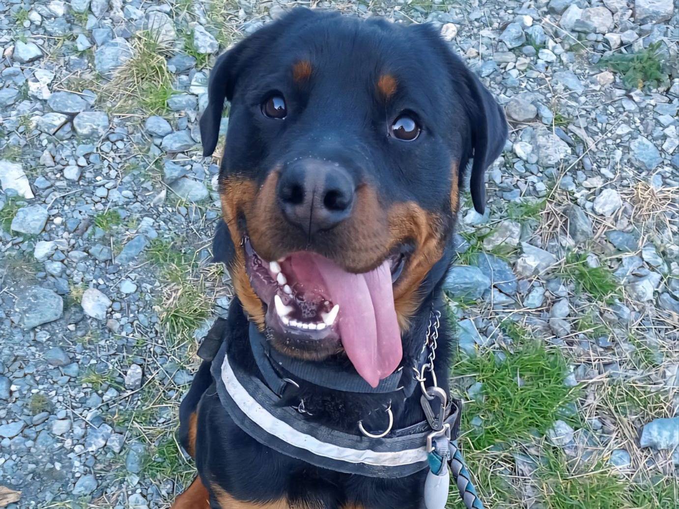 Adozione cane, maschio, Rottweiler Razza sconosciuta, 1 anno e 7 mesi, taglia grande, Genova
