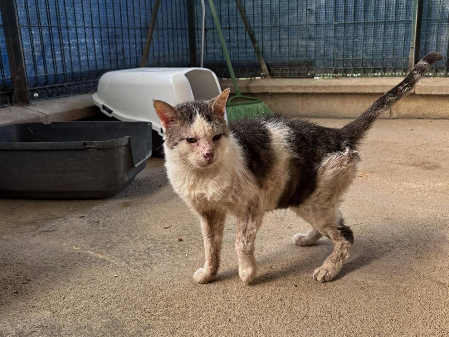 Adozione gatto, maschio, Razza sconosciuta Razza sconosciuta, 9 anni e 11 mesi, taglia non valida, Genova