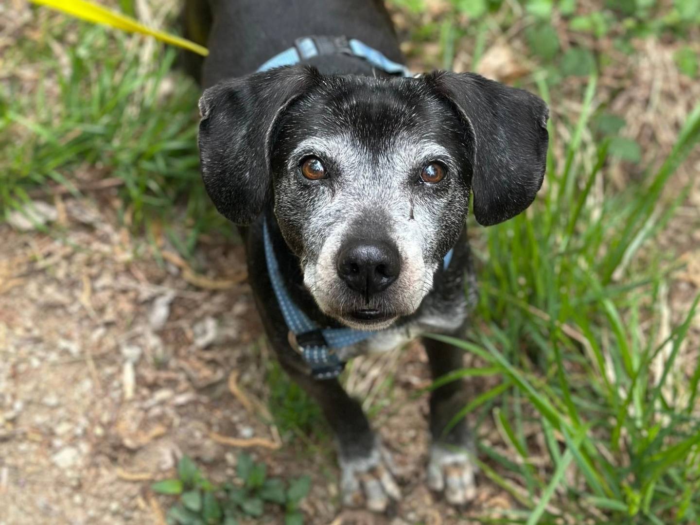 Adozione cane, femmina, Razza sconosciuta Razza sconosciuta, 13 anni e 4 mesi, taglia media contenuta, Genova