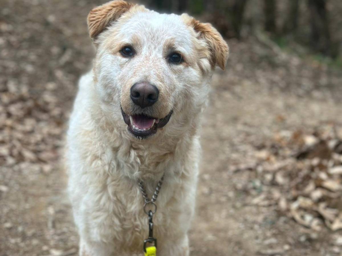 Adozione cane, maschio, Razza sconosciuta Razza sconosciuta, 10 mesi, taglia media, Genova