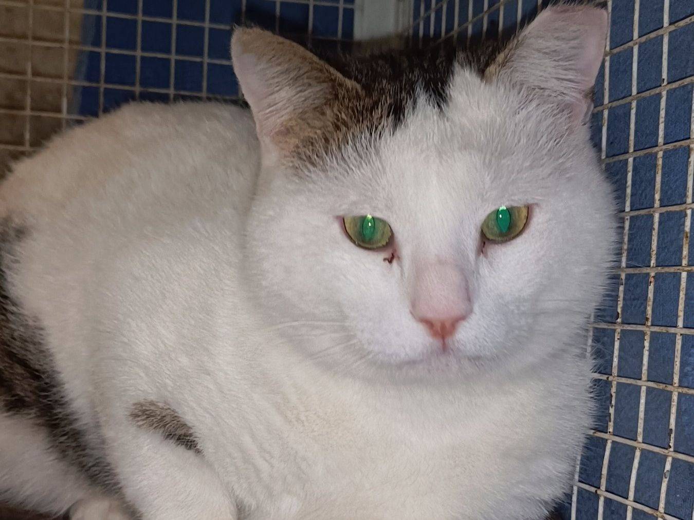 Adozione gatto, maschio, Razza sconosciuta Razza sconosciuta, 1 anno, taglia non valida, Genova