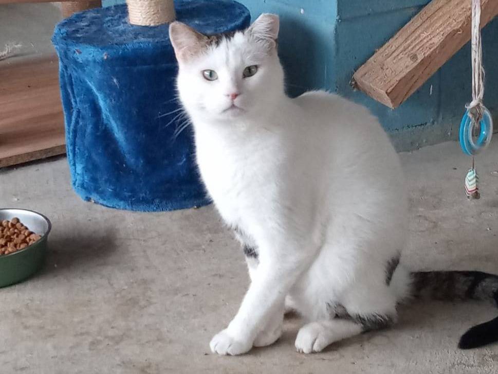 Adotta un gatto, maschio, 1 anno, Genova