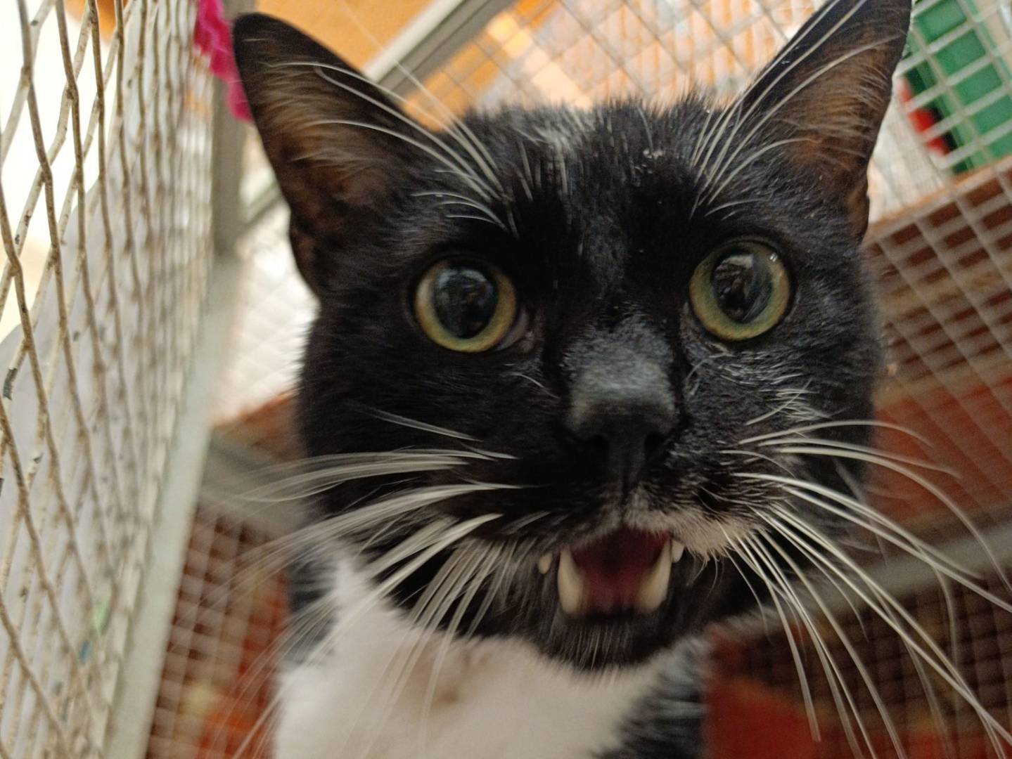 Adozione gatto, maschio, Razza sconosciuta Razza sconosciuta, 9 anni e 9 mesi, taglia non valida, Genova