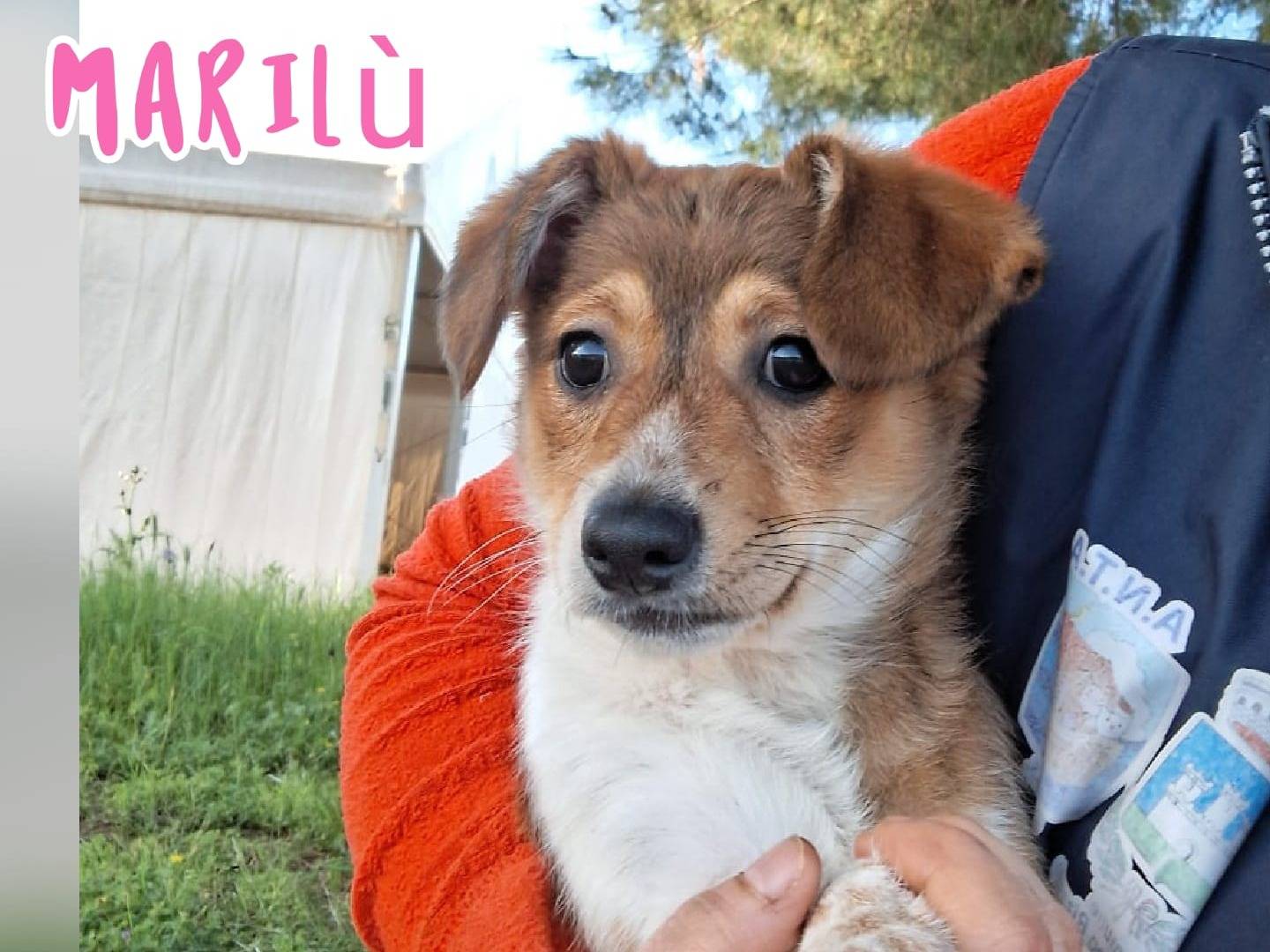 Adozione cane, femmina, Razza sconosciuta Razza sconosciuta, 3 mesi, taglia piccola, Crotone