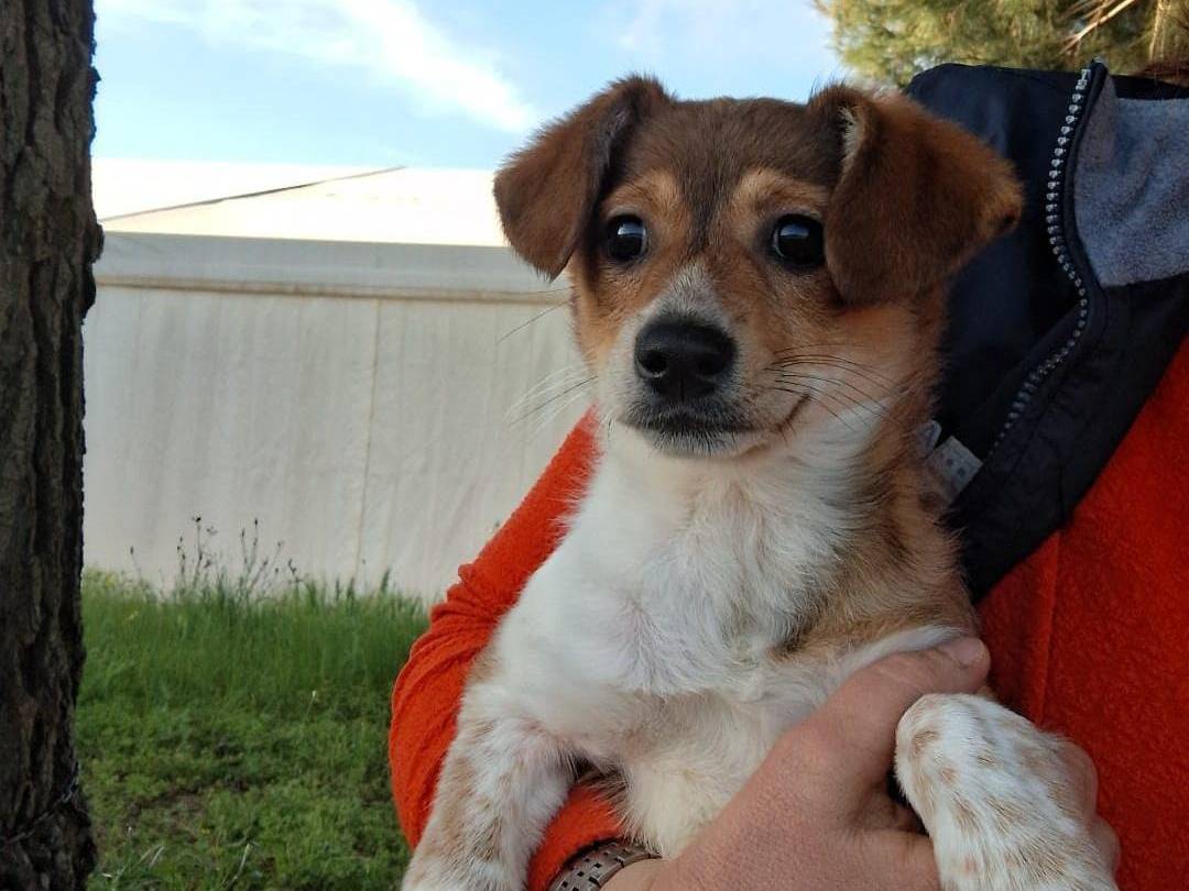 Adotta un cane, femmina, 3 mesi, Crotone