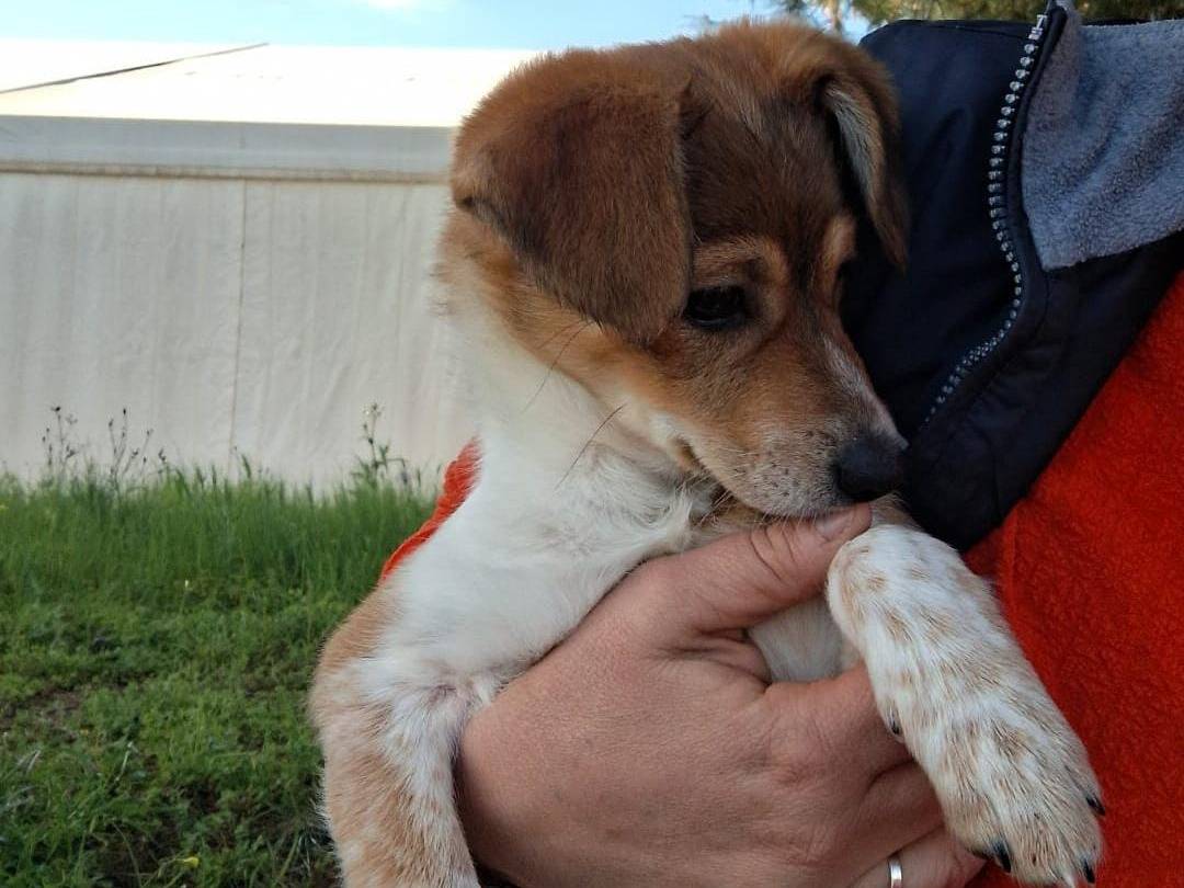 Adotta un cane, taglia piccola, femmina, Crotone