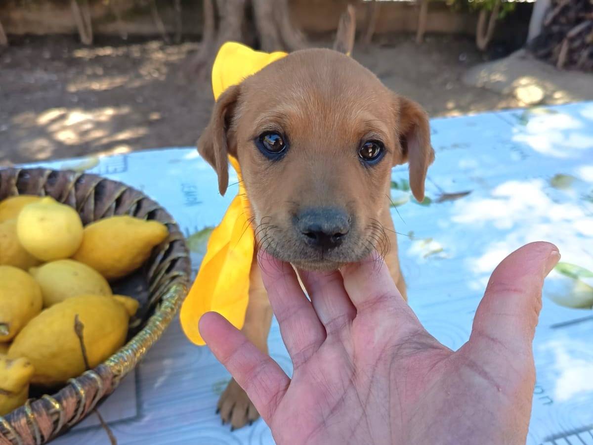 Adozione cane, femmina, Razza sconosciuta Razza sconosciuta, 2 mesi, taglia media contenuta, Varese