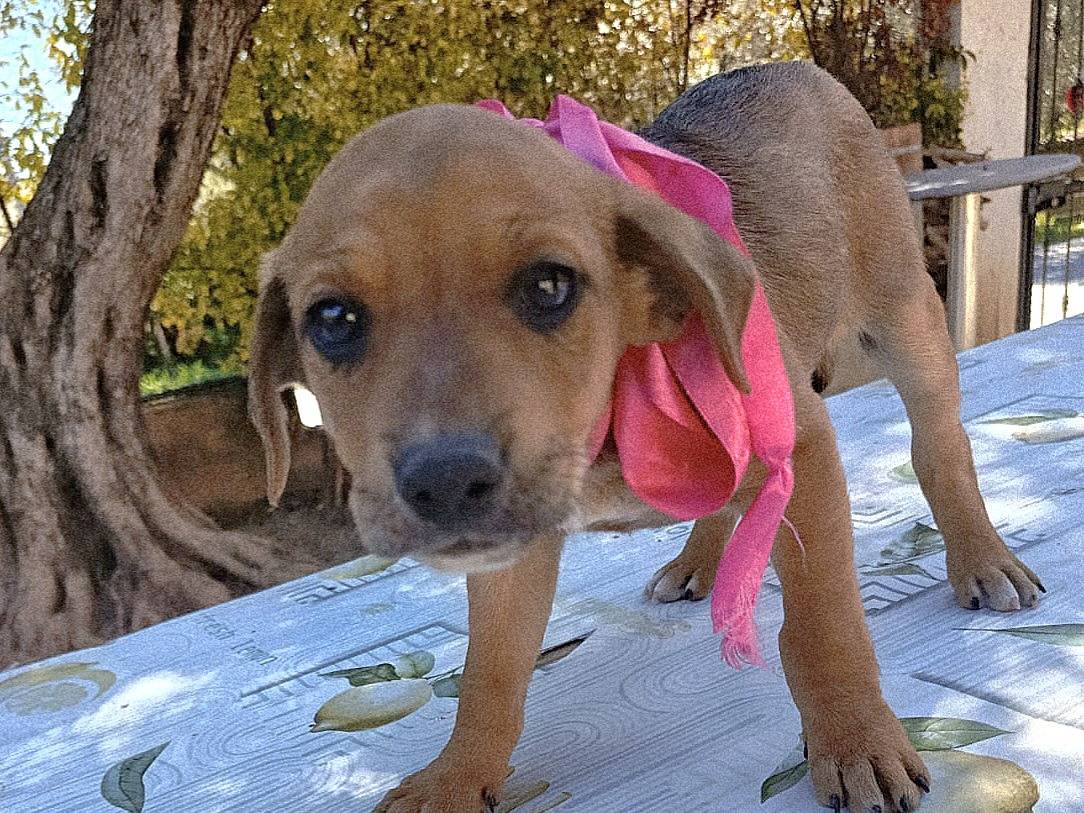 Adotta un cane, femmina, 2 mesi, Varese