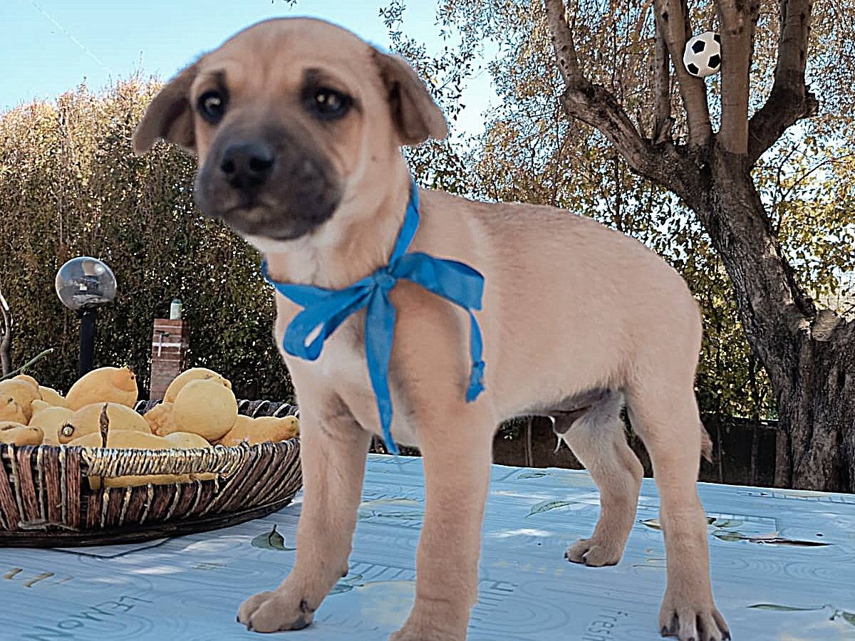 Adotta un cane, taglia media contenuta, femmina, Varese