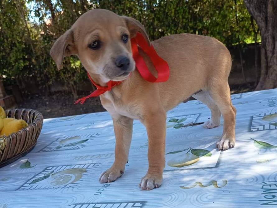 Vuoi adottare un cane a Varese?