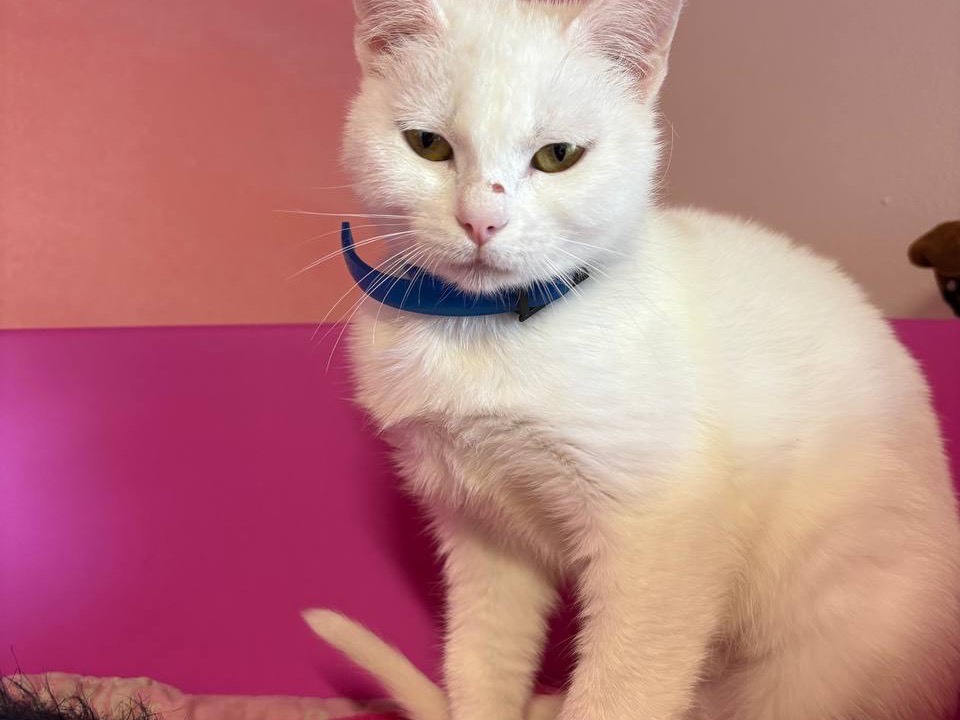 Adotta un gatto, femmina, 7 mesi, Brescia