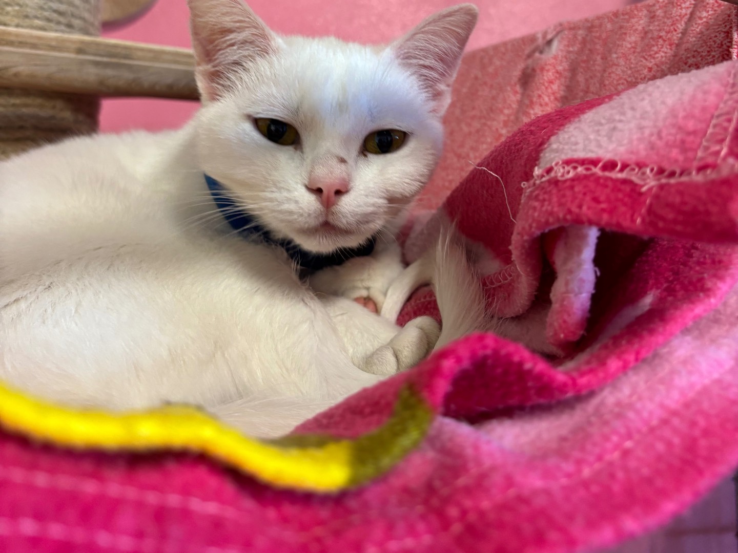 Vuoi adottare un gatto a Brescia?