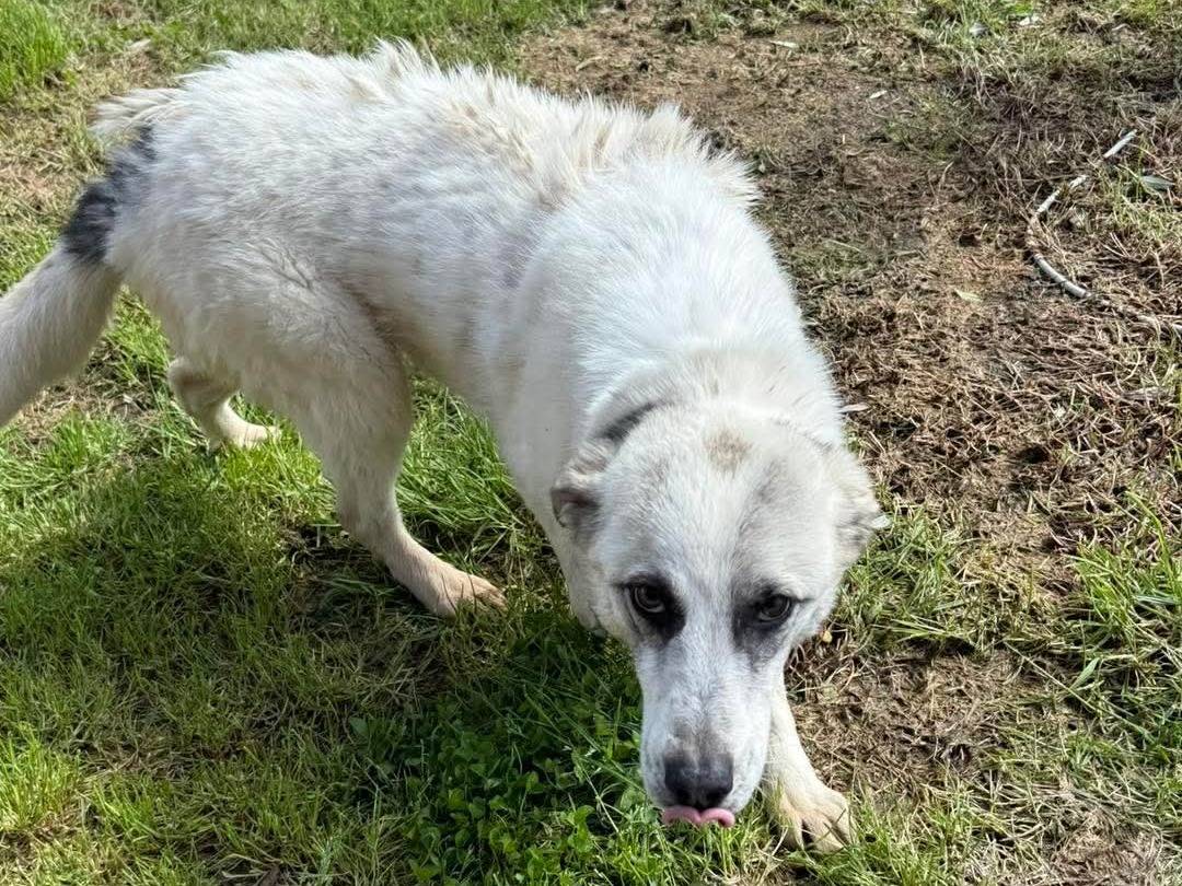Adozione cane, femmina, Razza sconosciuta Razza sconosciuta, 2 anni, taglia media contenuta, Cosenza