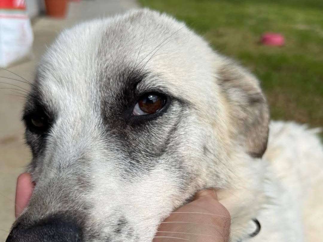 Adotta un cane, femmina, 2 anni, Cosenza