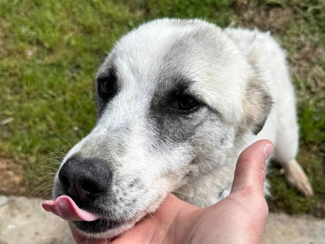 Adotta un cane, taglia media contenuta, femmina, Cosenza