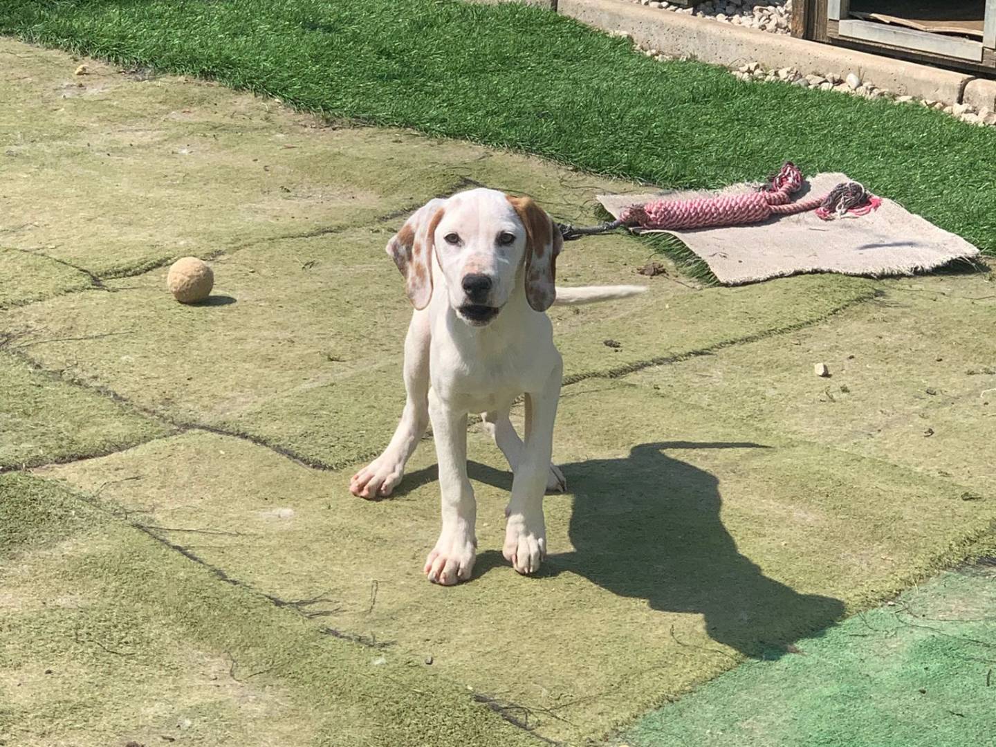 Adozione cane, maschio, Razza sconosciuta Razza sconosciuta, 3 mesi, taglia media contenuta, Lecco