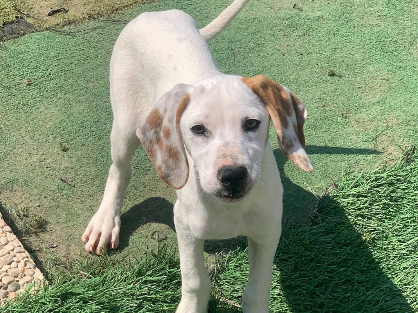 Adotta un cane, taglia media contenuta, maschio, Lecco