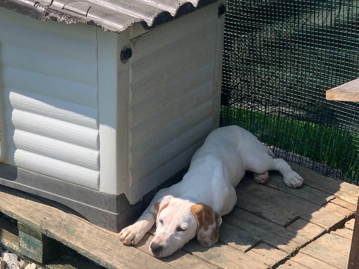 Vuoi adottare un cane a Lecco?