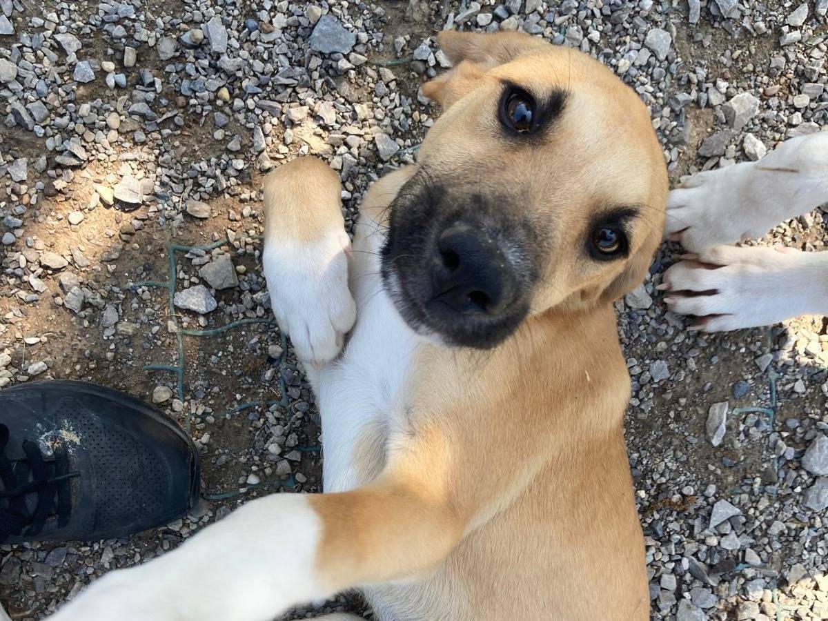 Adozione cane, maschio, Razza sconosciuta Razza sconosciuta, 2 mesi, taglia media contenuta, Lecco