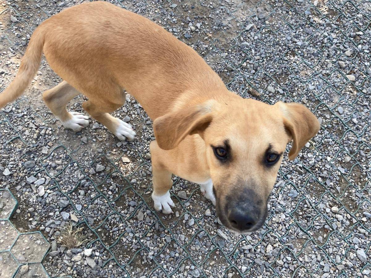 Adotta un cane, maschio, 2 mesi, Lecco