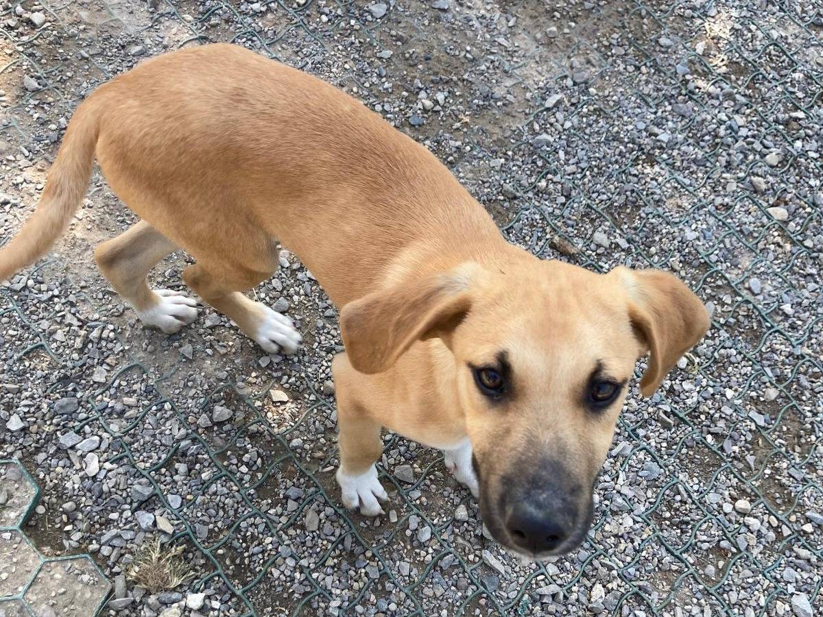 Adotta un cane, taglia media contenuta, maschio, Lecco