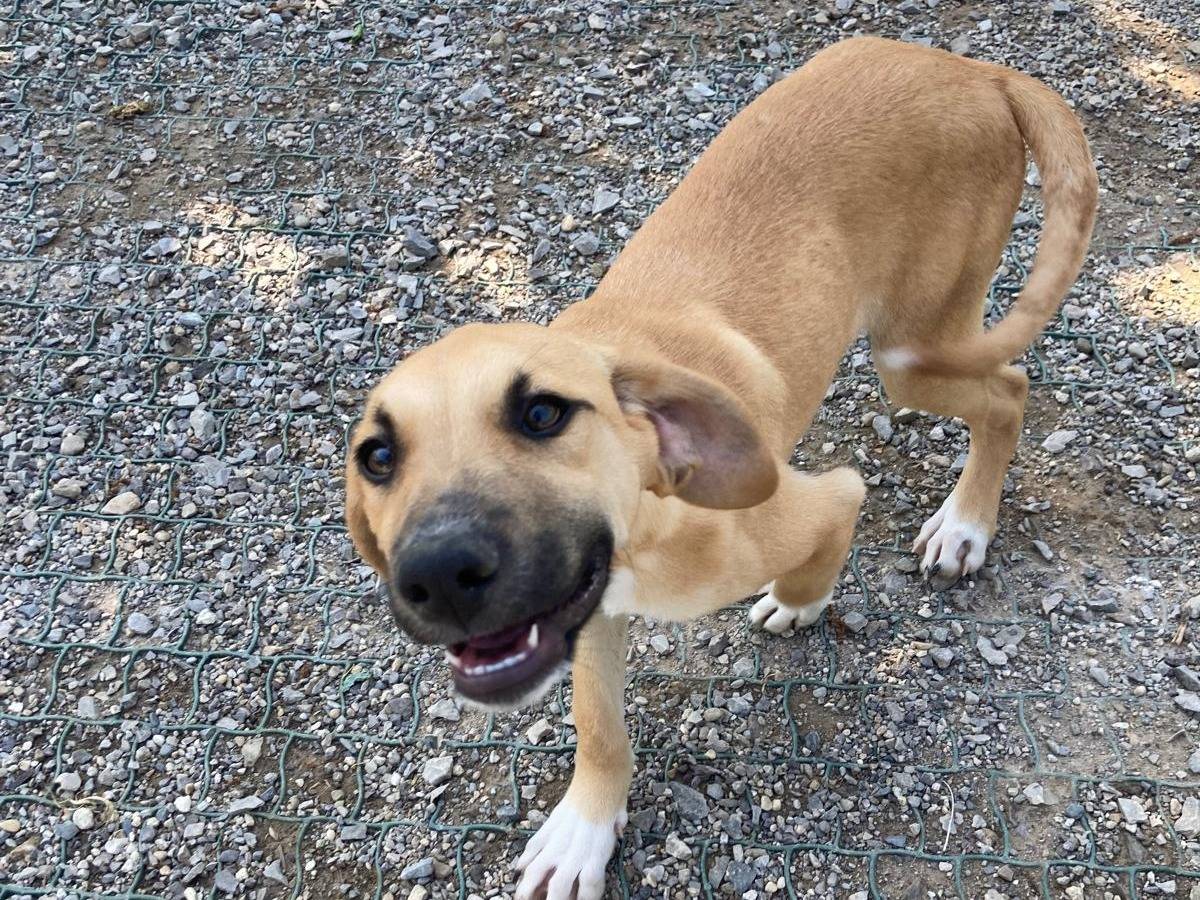 Vuoi adottare un cane a Lecco?