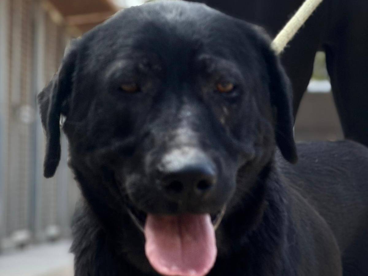 Adotta un cane, femmina, 3 anni, Trapani