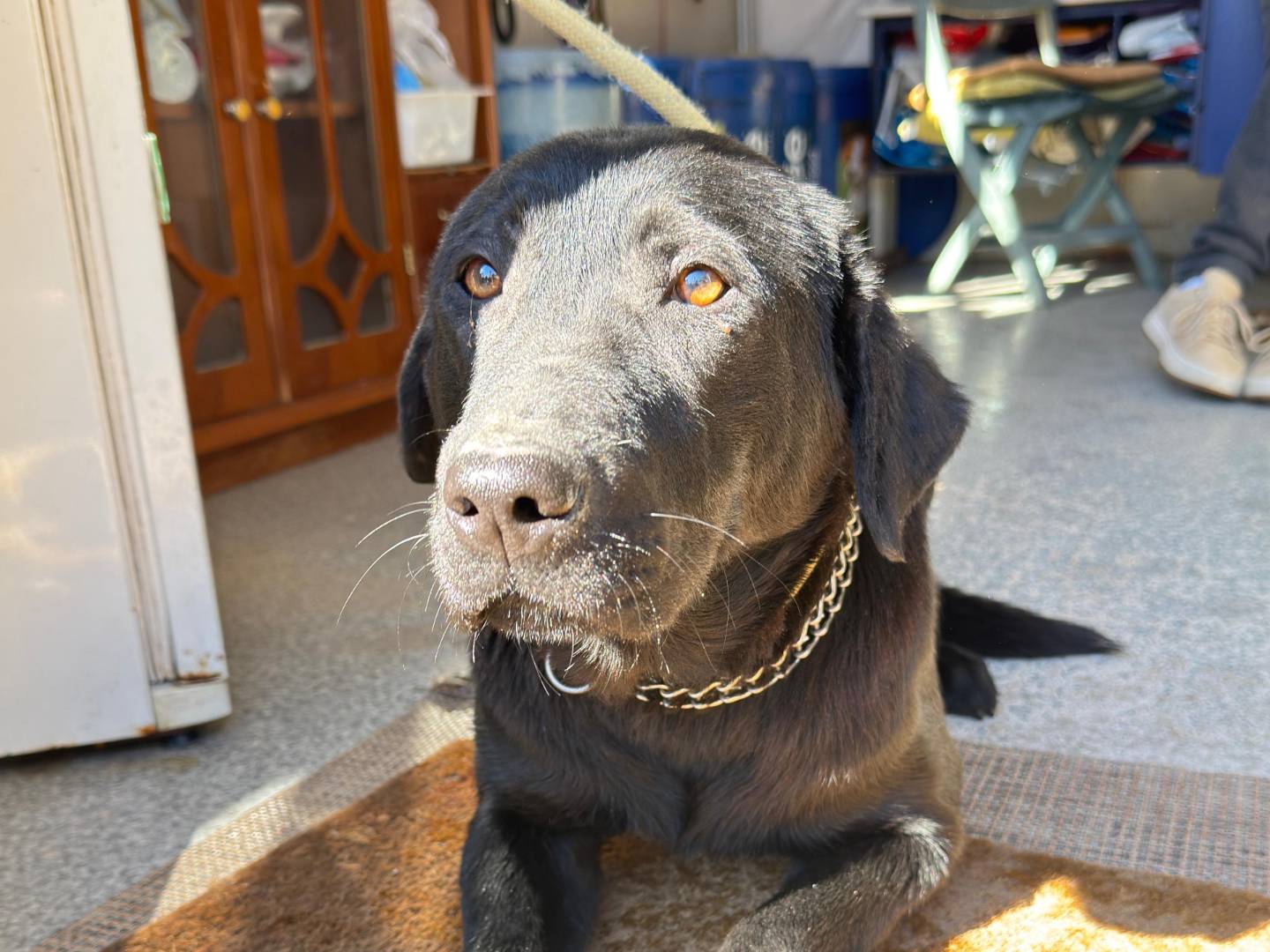 Adotta il cane Ava a Trapani
