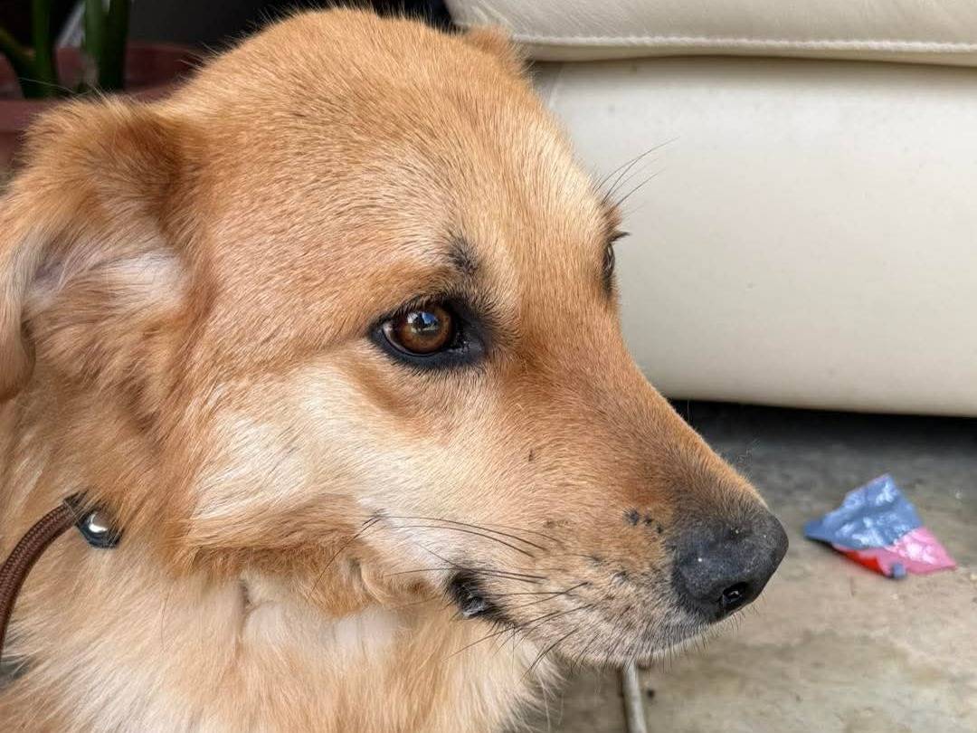 Adozione cane, maschio, Razza sconosciuta Razza sconosciuta, 4 anni, taglia media contenuta, Cosenza