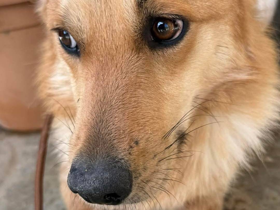 Adotta un cane, maschio, 4 anni, Cosenza