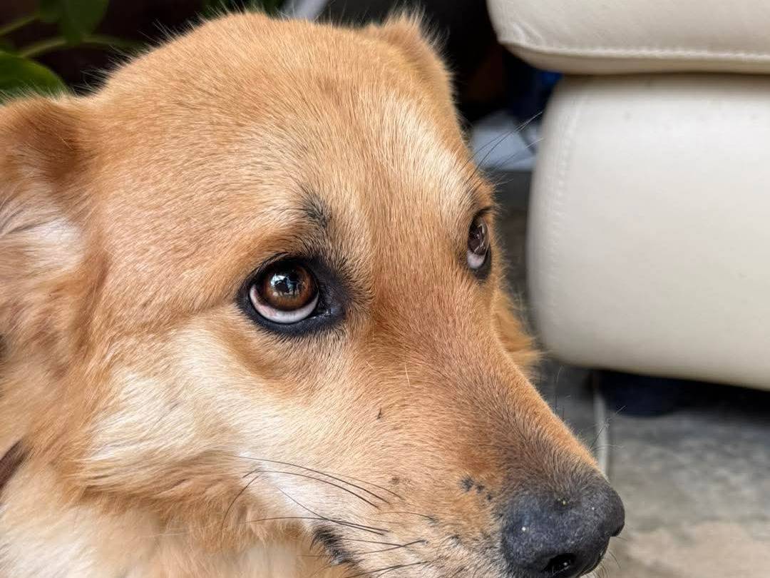 Adotta un cane, taglia media contenuta, maschio, Cosenza