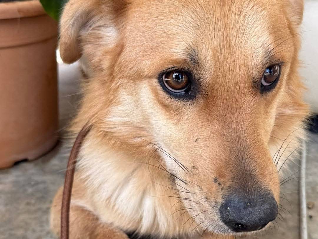 Vuoi adottare un cane a Cosenza?