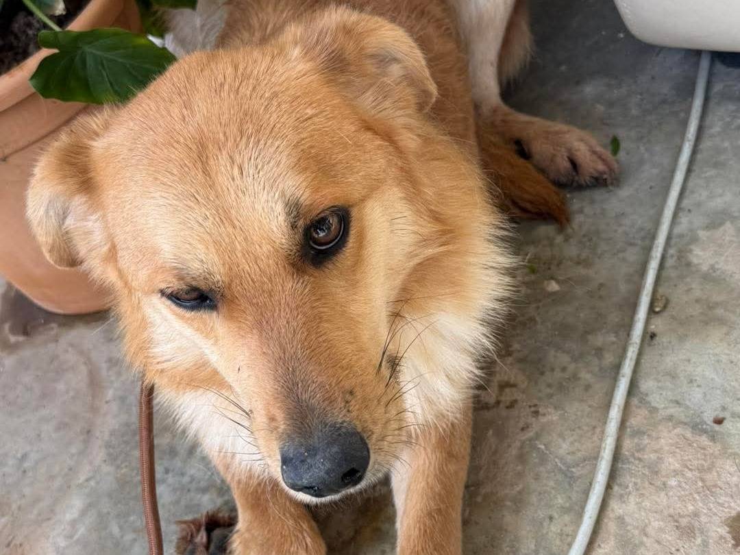 Adotta il cane Gimbo  a Cosenza