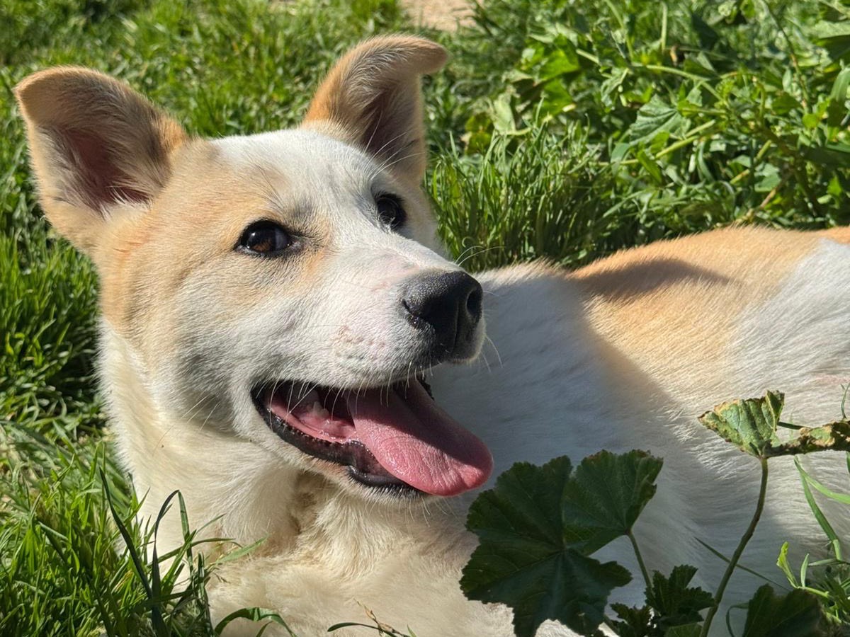 Adozione cane, femmina, Akita Razza sconosciuta, 4 mesi, taglia media, Messina