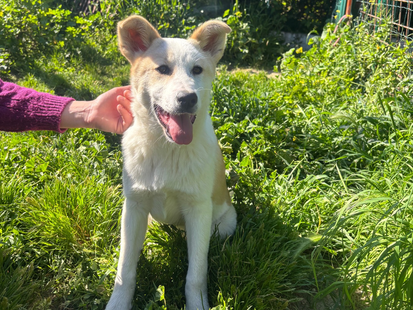 Adotta un cane, femmina, 4 mesi, Messina