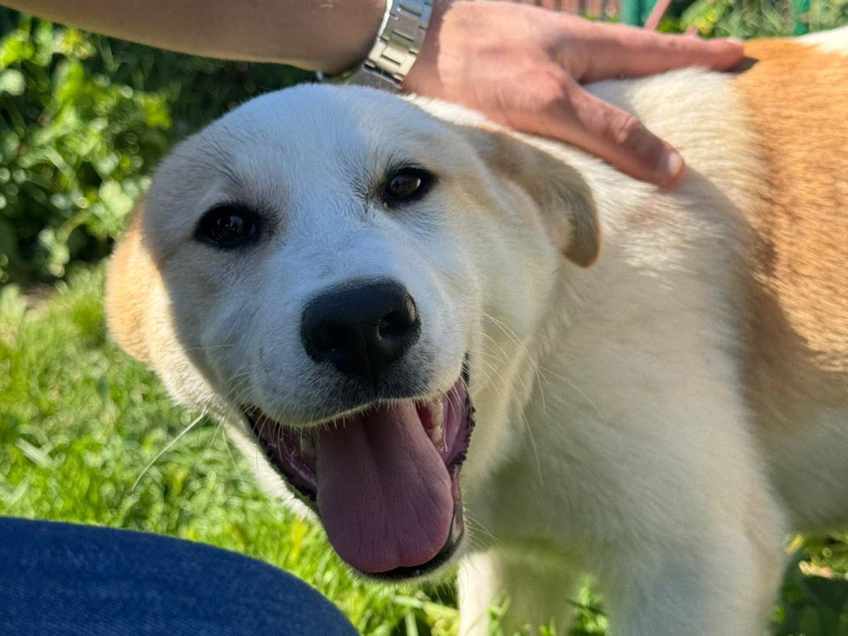 Adotta un cane, taglia media, femmina, Messina