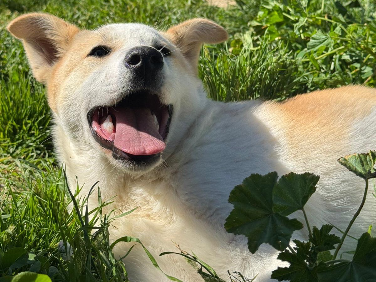 Vuoi adottare un cane a Messina?