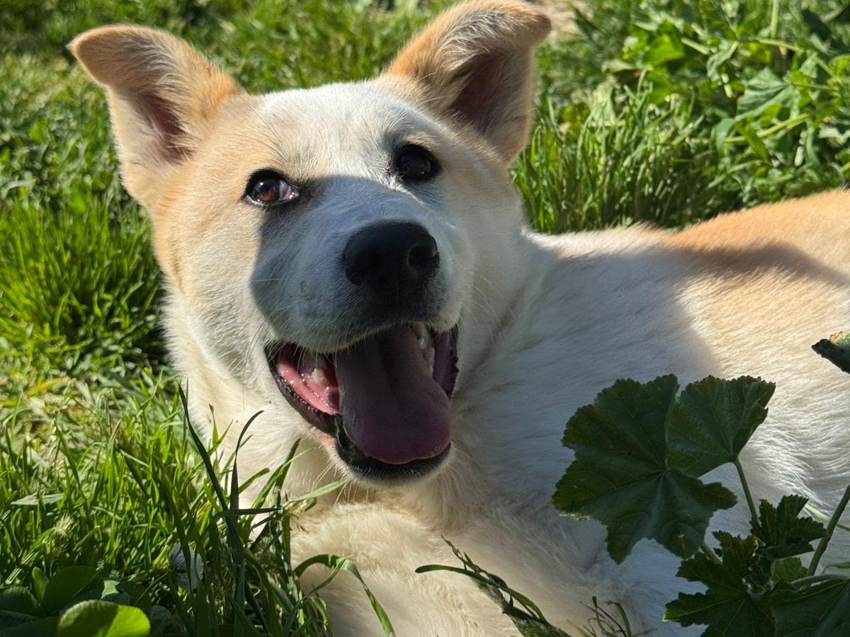 Adotta il cane Zoe a Messina