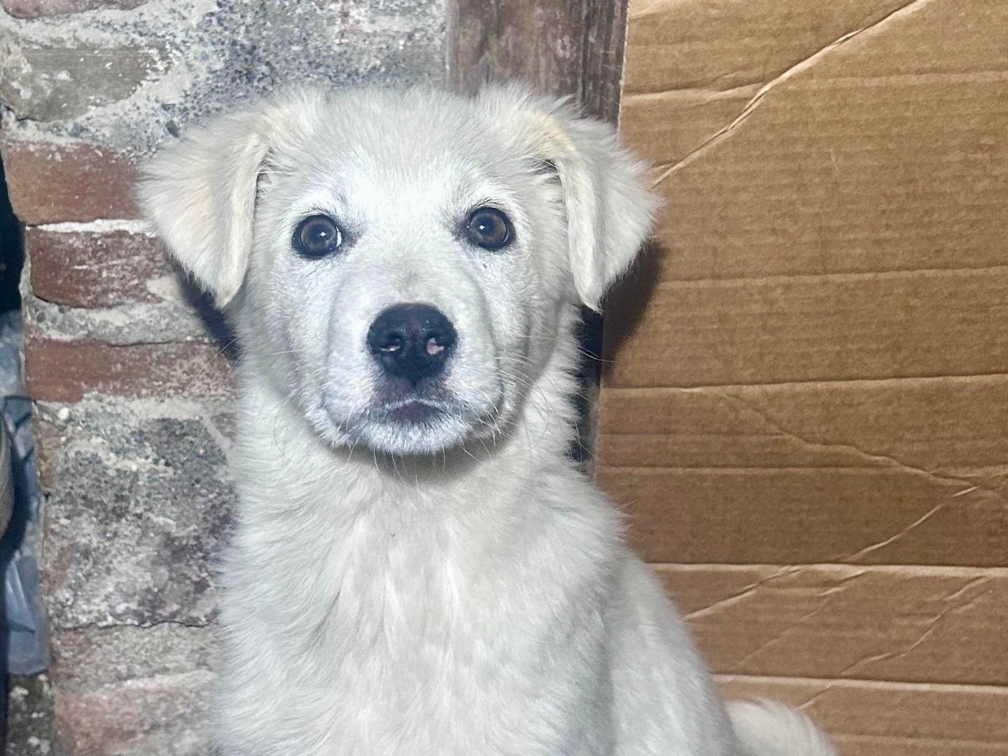 Adozione cane, femmina, Pastore maremmano Razza sconosciuta, 3 mesi, taglia grande, Milano