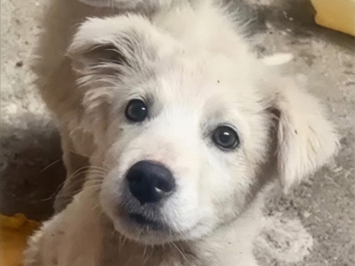 Adotta un cane, femmina, 3 mesi, Milano