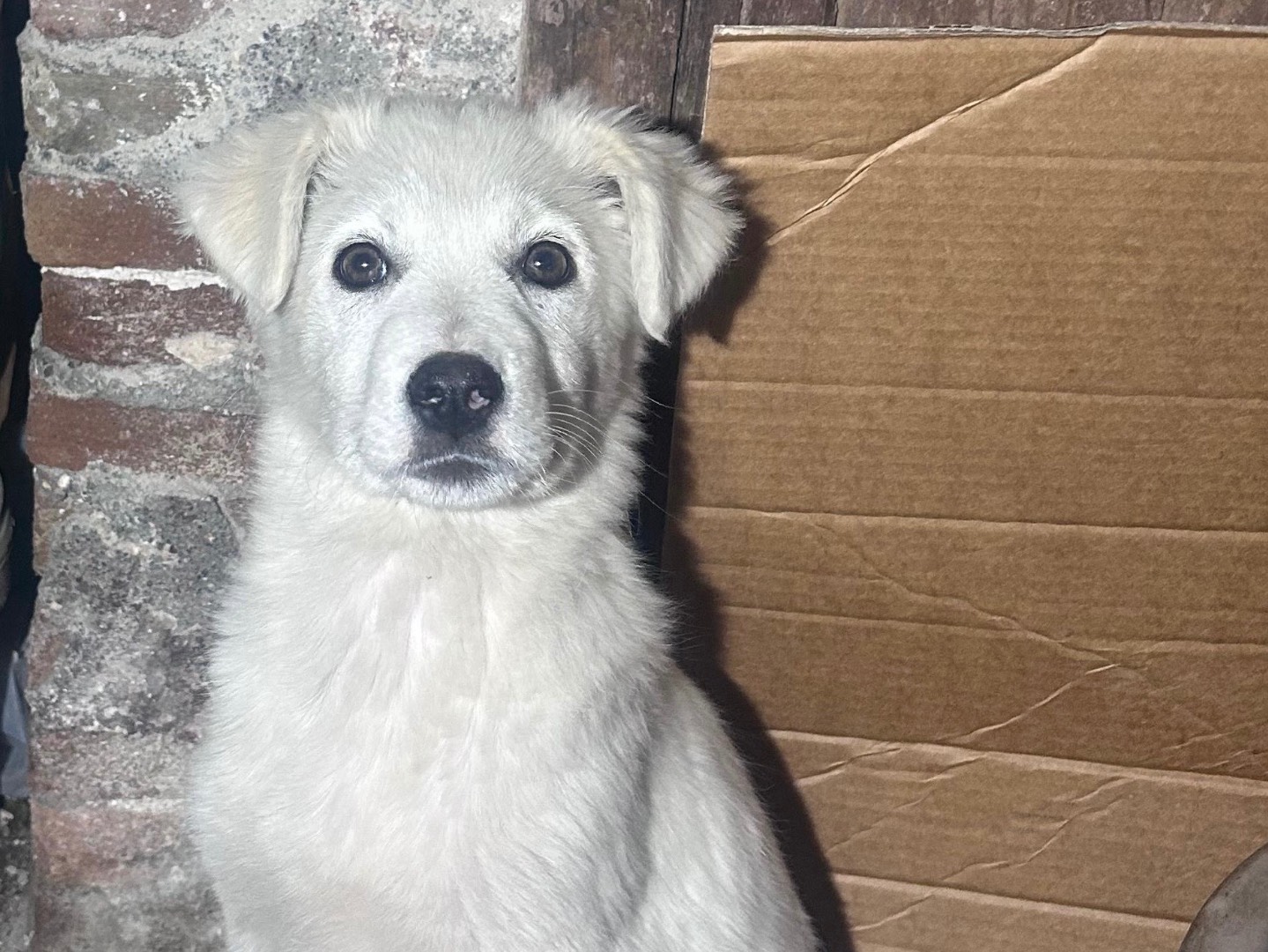 Adotta un cane, taglia grande, femmina, Milano