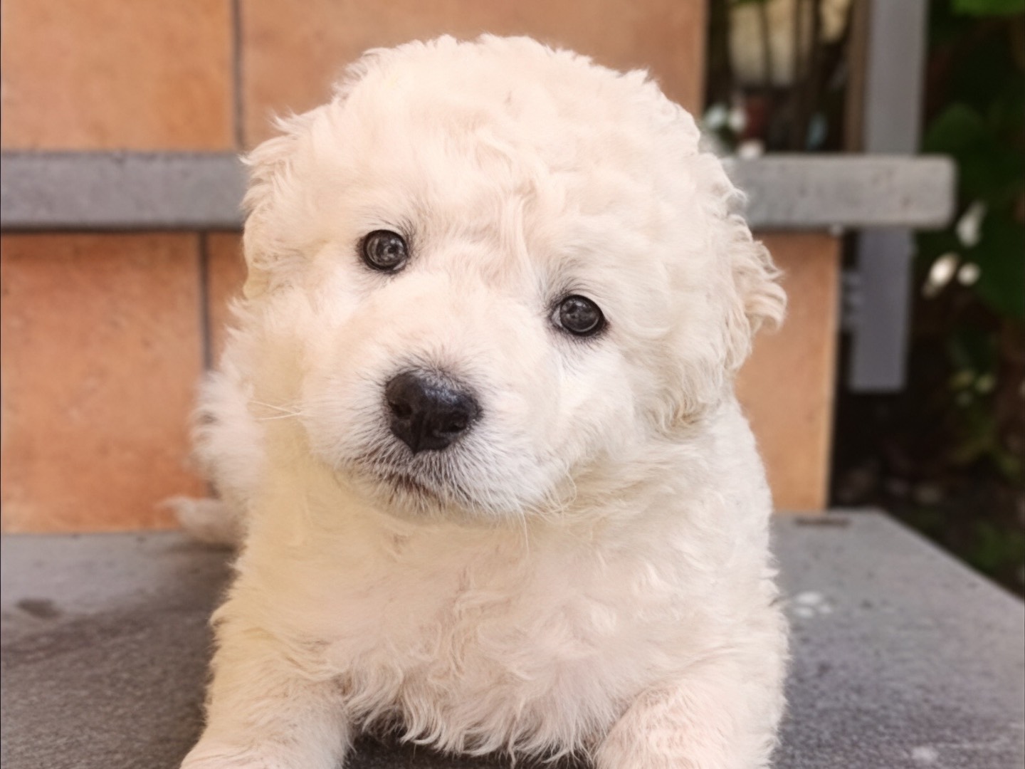Adozione cane, femmina, Razza sconosciuta Razza sconosciuta, 2 mesi, taglia media, Milano