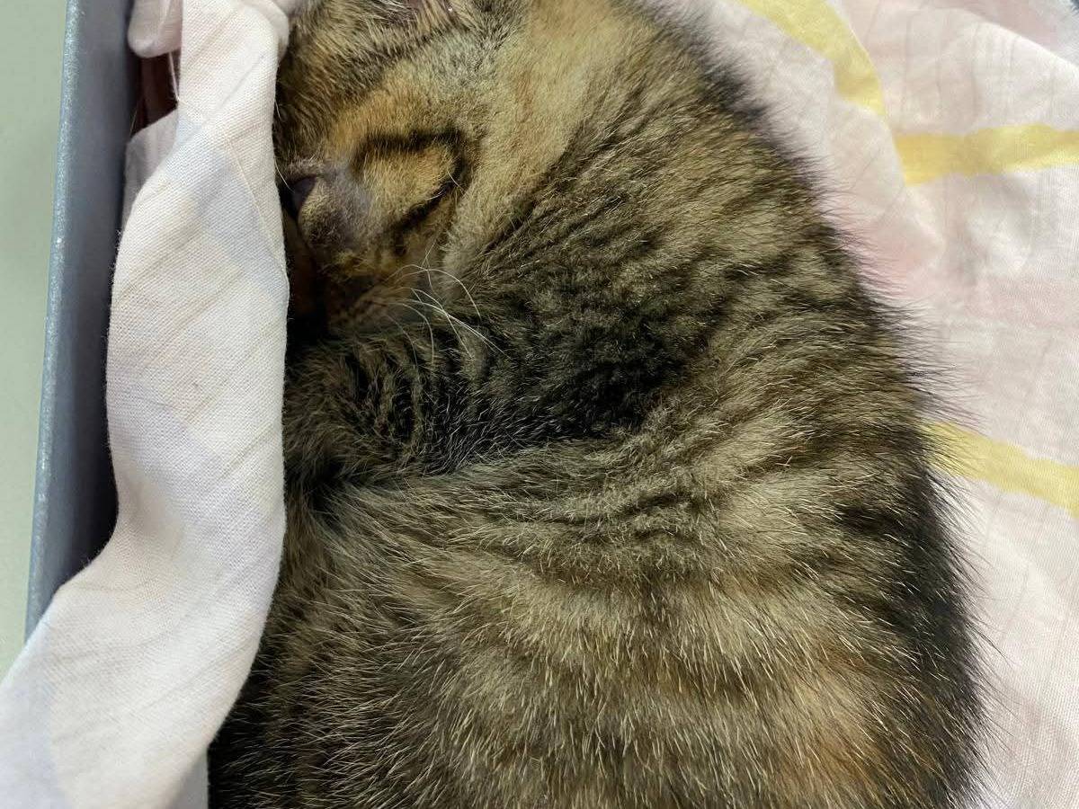 Adozione gatto, femmina, Razza sconosciuta Razza sconosciuta, 2 mesi, taglia non valida, Bari