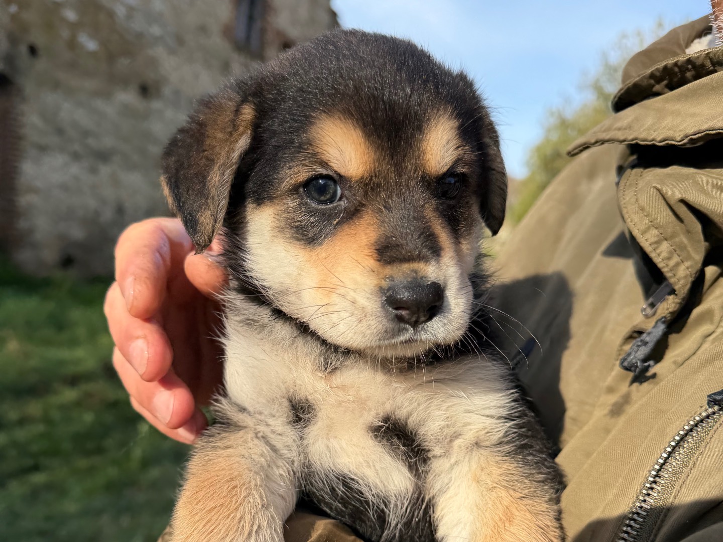 Adozione cane, femmina, Razza sconosciuta Razza sconosciuta, 3 mesi, taglia media, Catanzaro