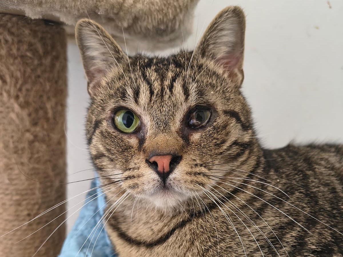 Adozione gatto, maschio, Razza sconosciuta Razza sconosciuta, 1 anno e 6 mesi, taglia non valida, Teramo