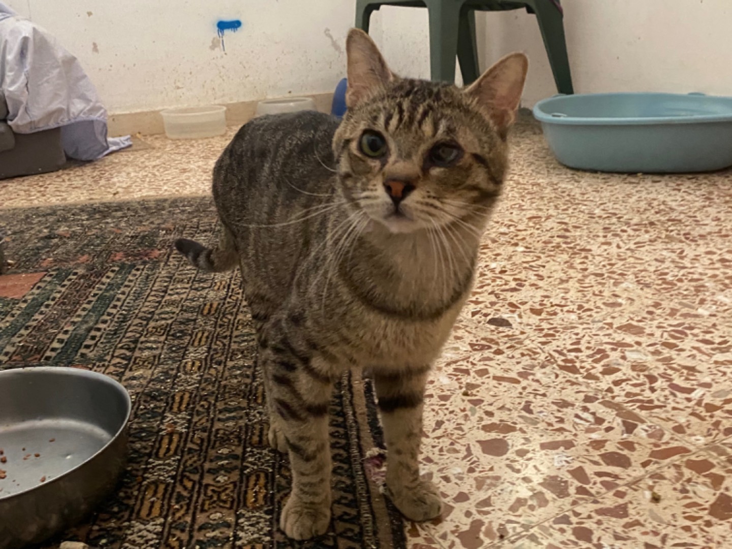 Adotta un gatto, taglia non valida, maschio, Teramo