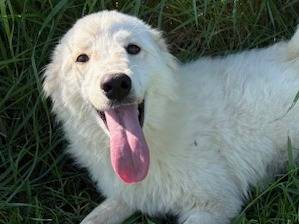 Adozione cane, femmina, Razza sconosciuta Razza sconosciuta, 1 anno, taglia media contenuta, Latina