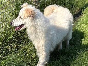 Adotta un cane, femmina, 1 anno, Latina