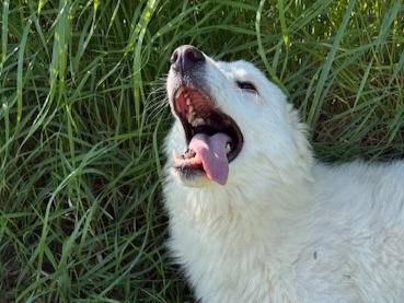 Adotta un cane, taglia media contenuta, femmina, Latina