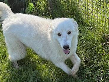 Vuoi adottare un cane a Latina?